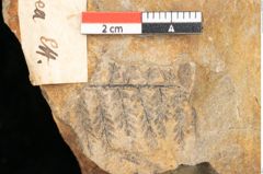 Foto (Detailansicht) von Asplenium palaeodarea Ettingshausen (NHMW-GEO-2024-0188-10325)